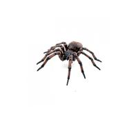 - 50292 - Araignée commune