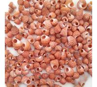 50g Mini conque de forme spéciale, Escargot tour rouge - Convient pour la création de micro-paysages d'aquarium, le remplacement de coquilles de mini-crabes ermites, les carillons à coquilles DIY pour