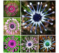 50pcs Assorted Color Osteospermum Semi di fiori Pacchetto, tempo caldo raro Preferire piantine di osteospermum vibranti per cortile Seme 1 taglia