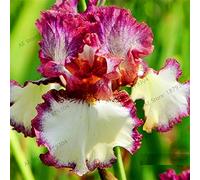 50pcs/bag Iris semi di orchidee, perenne pianta semi farfalla fiore di iris per giardino di casa piantare 4