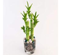 50Pcs / Bag Lucky Bamboo Bonsai Piccole piante in vaso Purificare l'impianto di aria è semplice tasso di erba del 95% Albero pianta ornamentale: 4