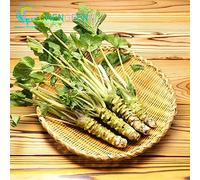 50pcs / lot piante Wasabi Japanese Rafano bonsai di verdure Diy della pianta dei bonsai per il giardino domestico Sementes piante rare e fresco Po