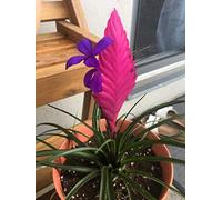 . 50pcs piante di Cyanea di Tillandsia piante rare e arcobaleno in vaso per la casa & amp; Decorazione del giardino * Sperma: viola
