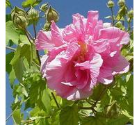 50pcs/sac Hibiscus mutabilis Graines Flower Garden & Home vivaces Plantes en pot de fleurs Hibiscus ferme heureuse graines Bonsai 8