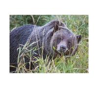 52x38cm/1000pcs Puzzles pour Adolescents Grizzly Bear Canada Puzzles pour Adultes - Jouets Anti-Stress - Décoration Parfaite - Activités Ludiques À La Maison 52x38cm/1000pcs