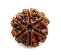 55Carat 10 Mukhi Rudraksha Original & Laborzertifizierte Perlen - natürliche nepalesische Zehn-Gesichts-Rudraksh für Männer und Frauen