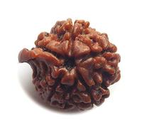 55Carat Laborgeprüfte, zertifizierte Originale Ganesh-Rudraksha-Perlen aus Nepal für Männer und Frauen