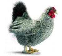 5622 - Peluche Poule Grise 31cm Beige G