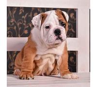 5D bricolage diamant peinture bouledogue anglais peinture par numéros Kits pour adultes et enfants Animal diamant broderie Arts artisanat strass