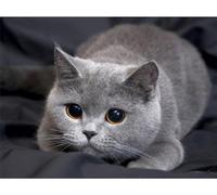 5D Bricolage Diamond Painting,5D DIY Diamant Painting Kit Complet,Peinture Diamant Artisanat Strass Painting pour Adultes,Diamond Painting Accessoires Décoration Intérieur Chat gris 20x30cm-742