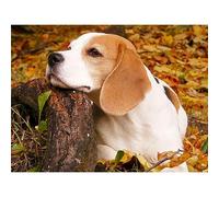 5d Broderie Diamant,DIY Peinture Diamant Plein Forage Kit, Beagle dans la forêt Kit d'art peinture diamant à faire soi même,Bricolage Diamond Painting Adultes Enfants Décor Murale 25x35cm