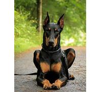 5D Broderie Diamant Kits Complet Grand Format Doberman Pinscher Bricolage Plein Foret Diamant Painting Strass Point De Croix Mosaique Artisanat pour Home Décoration Murale 30x40cm/12x16inch Round