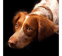 5D Diamant Peinture Grande Taille Kits,Épagneul Springer mignon Carré Point De Croix Broderie Diamond Painting Kits Salon Chambre Décoration Autocollant Mural 19.7*27.5inch