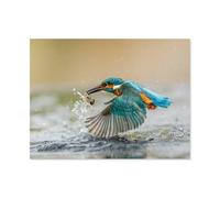 5D Diamant Peinture Point de Croix Broderie，Martin-pêcheur pêchant en surface，Diamond Painting Strass Complet , Croix Peinture Strass Salon Chambre Stickers Home Décoration Murale（40 x 50 cm）-J66