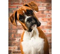 5D Diamant Peinture Strass_Chien Boxer Diamond Painting 30x40cm_Cristal Strass Diamant Broderie De Peintures Idéal pour la décoration Murale à la Maison