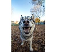 5D Diamond Painting Animal Diamond Painting Enfant Kit Full Drill Peinture Diamant 80x100cm Paysage Diy Mosaïque Crystal art loisir Creatif Peinture Diamant Pour Deco Chambre, Cadeau Femme T0T20