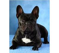 5D Diamond Painting Broderie Point De Croix Kits Chien de compagnie bouledogue français Broderie Diamant Kit Complet DIY Diamant Peinture Kit D'artisanat,5D Diamond Painting Muraux Décor 30x40cm