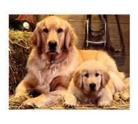 5D Diamond Painting Chien Golden Retriever 5D DIY Broderie Diamant Kit Complet pour Adultes Enfants Point de Croix Diamant Peinture pour Décoration Intérieur 40x50cm