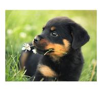 5D Diamond Painting Chien rottweiler,Peinture Diamant Kit pour Adulte Débutant Complet,DIY Broderie Diamant Painting Artisanat Strass Point de Croix Painting Décoration Murale Rond,80x100 cm