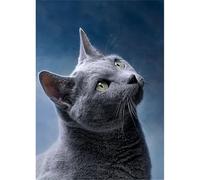 5D Diamond Painting Kit Complet,Chat gris Kit de Broderie Diamant,Adultes Enfants DIY Strass Point de Croix Peinture par Numéros Artisanat Pour Maison Murale Décoration Round Drill,50x70cm