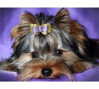 5D Diamond Painting Kit Complet,Yorkshire chien Animal Kit de Broderie Diamant,Adultes Enfants DIY Strass Point de Croix Peinture par Numéros Artisanat Pour Maison Murale Décor Round Drill,40x60cm