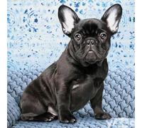 5D Diamond Painting Kits Complets,Bouledogue français noir Peinture en Diamant Kits pour Adultes Enfants DIY Broderie Diamant Full Strass Point de Croix Artisanat Maison Murale Décoration 30x30cm
