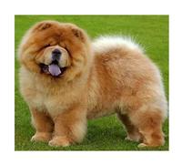 5D Diamond Painting Kits Complets,Chien Chow Chow Peinture en Diamant Kits pour Adultes Enfants DIY Broderie Diamant Full Cristal Strass Point de Croix Artisanat Maison Murale Décoration 50x50cm