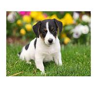 5D Diamond Painting Kits Complets Point de Croix Jack Russel Terrier Peinture en Diamant 5D DIY,Peinture Diamant pour Adultes Point de Croix Craft pour Mur/Entrée/Bureau Décorations 30x40cm