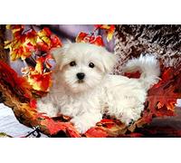 5D Diamond Painting Set DIY All Diamond Bichon Chien Diamant Rond Cross Broderie Art Wall Home Decoration Gift Works 15.7 × 19.7 Inches