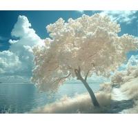 5D Diamond Painting Set, L'Arbre Blanc, DIY Tout Diamant Broderie Art, Artisanat de Pierres Précieuses, Toile HD Etanche, Décoration Murale à la Maison, Cadeau Pour Les Filles 80x100cm YY5N-20