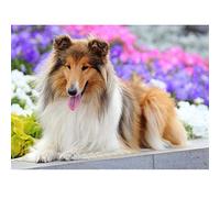 5D DIY Diamant Peinture Kits Chi Colley Rond Plein Forage Cristal Strass Adultes Point Croix Broderie Diamond Painting Mosaïque Toile Maison Salon Mural Décor Artisanat cadeau 25x30cm/10X12in A2005