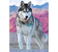5D DIY Diamant Peinture Kits Husky Adulte Carré Plein Forage Cristal Strass Adultes Point Croix Broderie Diamond Painting Mosaïque Toile Maison Salon Mural Décor Artisanat 25x30cm/10x12in C1111