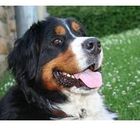 5D Diy Diamond Painting Full Drill Grand Bouvier Suisse Chien De Montagne Bernois Peinture Avec Diamants Photos Arts Et Artisanat pour La Maison Décoration Murale sans cadre 50 * 60cm