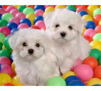 5D DIY Diamond Painting Kit complet, animaux bouclés Bichon Frise peinture diamant, broderie strass point de croix art artisanat diamant peinture avec numéros pour adultes enfants décoration murale 25