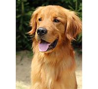 5D DIY Diamond Painting Kits, Round Drill Golden Retriever 20x30cm Diamond Art for Beginners Rhinestone Diamond Cross Stitch Embroidery Canvas Painting Pictures for Children Adults for Home Wall Decor