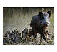 5D DIY Kits de Peinture Diamant pour Adultes Famille de sanglier Diamond Painting Arts Strass Complet Diamant Broderie Point De Croix Arts Craft pour La Décor Murale à la Maison Cadeau 25x30cm/10x12in