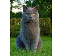 5D DIY Peinture en Diamant Complet Kits Chat gris Full Cristal Strass Point de Croix Broderie Diamant Art Pour Adultes and Enfants la Maison Salon Wall Decor Diamond Painting Round Drill 40x50cm