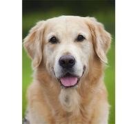 5D Peinture Diamant Complet Adulte, Round Drill Golden Retriever 45x55cm Diamond Painting Bricolage Cristal Strass Point De Croix Artisanat Mosaique kit de Broderie au décoration Murale pour Maison,