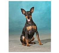 5D Peinture Diamant pour Enfants et Adultes Kits Complets Pinscher nain Diamond Painting Diamant Complet Point de Croix Kits Arts Craft pour la Décoration Murale à la Maison Square Drill 50x70cm