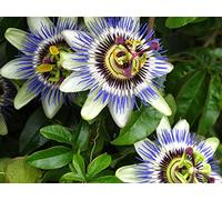 5pcs Passiflore (Passiflora incarnata), plantes Passion fruits exotiques Graines grenadille pour le jardin à la maison 5
