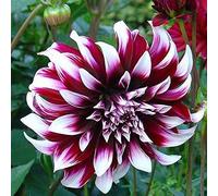 5PCS Veramente Unico Dalia bulbi Perenne Giardino Supplemento a Colori Della Decorazione di Alta Tasso di Germinazione Fiori Recisi Squisita Farm Giardinaggio Piantare incredibile a