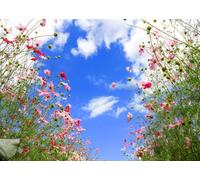 5x3FT (1,5x1m) Fleurs Sauvages sous Ciel Bleu Cosmos Roses Fond Photo