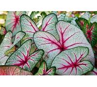 6 bulbes de caladium ailes d'ange pour plantation - Plantes tropicales à oreilles d'éléphant, feuillage coloré, plantes d'ombrage d'été à croissance rapide pour lits de jardin et conteneurs