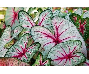 6 bulbes de caladium ailes d'ange pour plantation - Plantes tropicales à oreilles d'éléphant, feuillage coloré, plantes d'ombrage d'été à croissance rapide pour lits de jardin et conteneurs