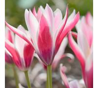 6 bulbes de Tulipes clusiana 'Peppermint Stick' | Circonférence 6/8 cm | Bulbes provenant des meilleurs producteurs néerlandais | Sélection exclusive et contrôle qualité | Floraison garantie.