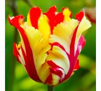 6 bulbes de Tulipes Perroquet ‘Texas Flame' | Circonférence 12/+ cm | Bulbes provenant des meilleurs producteurs néerlandais | Sélection exclusive et contrôle qualité | Floraison garantie