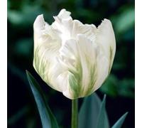 6 bulbes de Tulipes Perroquet 'White Parrot' | Circonférence 12/+ cm | Bulbes provenant des meilleurs producteurs néerlandais | Sélection exclusive et contrôle qualité | Floraison garantie