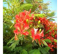 6 Graines de Ponciana Framboyán (Delonix regia)