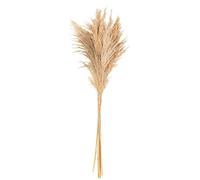 6 HERBES DE PAMPA SAUVAGES NATURELLES 70CM Beige, Ivoire, Crème, Écru, Naturel, Taupe