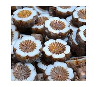 6 pcs Table cut Czech glass beads Hawaiian flowers, 14 x 14 mm White (Table coupé en verre tchèque perles de fleurs hawaïennes blanche)